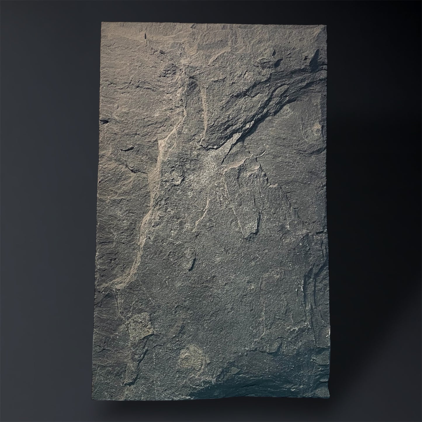 F1975 | Ammonite | Dactylioceras commune & Harpoceras falcifer