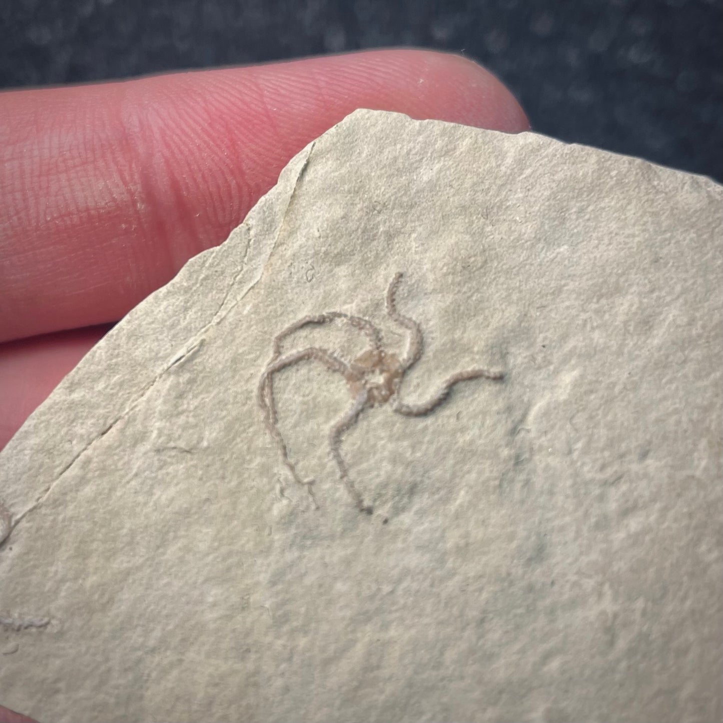 F1883 | Stella marina | Ophiopetra lithographica