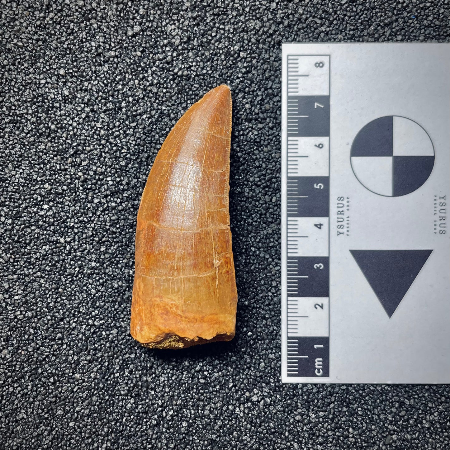 F1558 | Dinosauro | Carcharodontosaurus saharicus