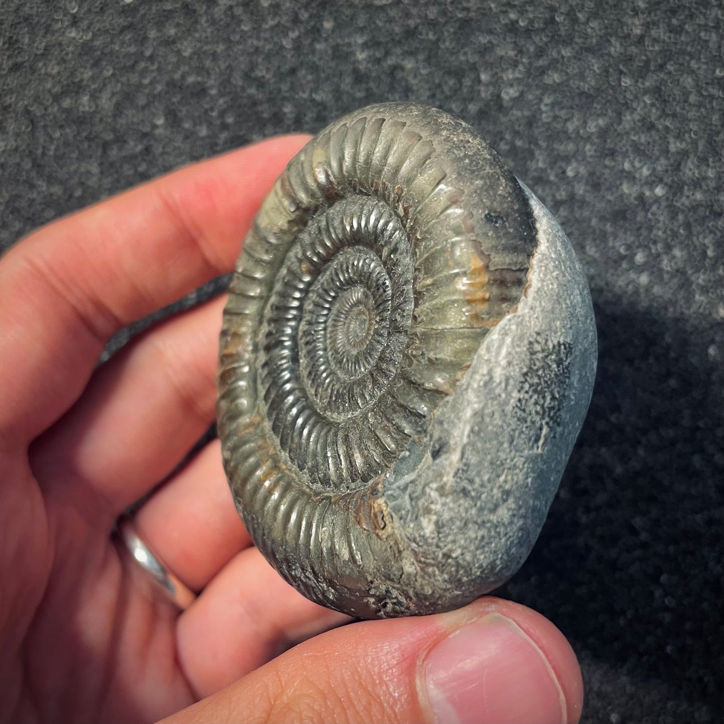 F1981 | Ammonite | Dactylioceras commune