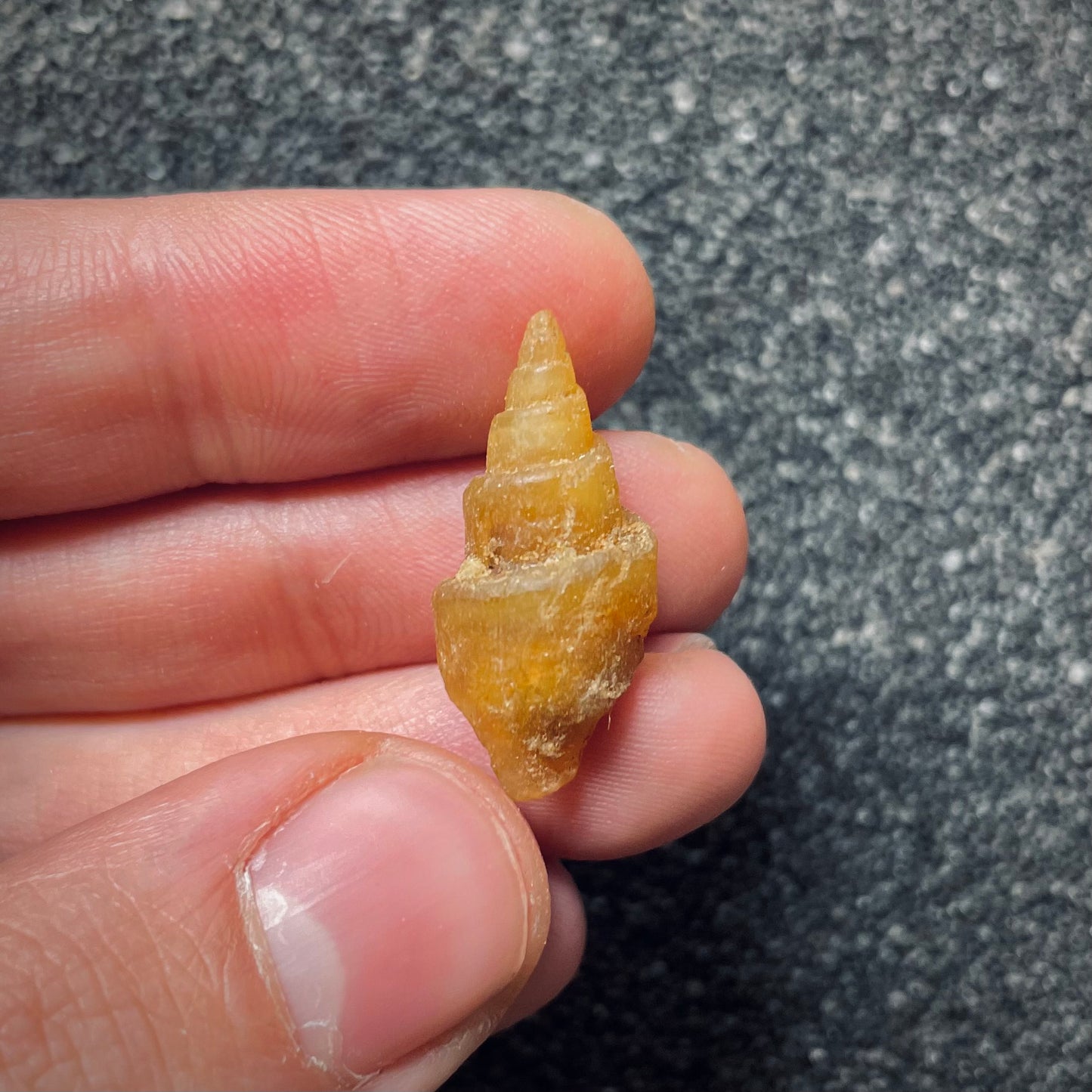 F1765 | Gasteropode | Gastropoda indet.