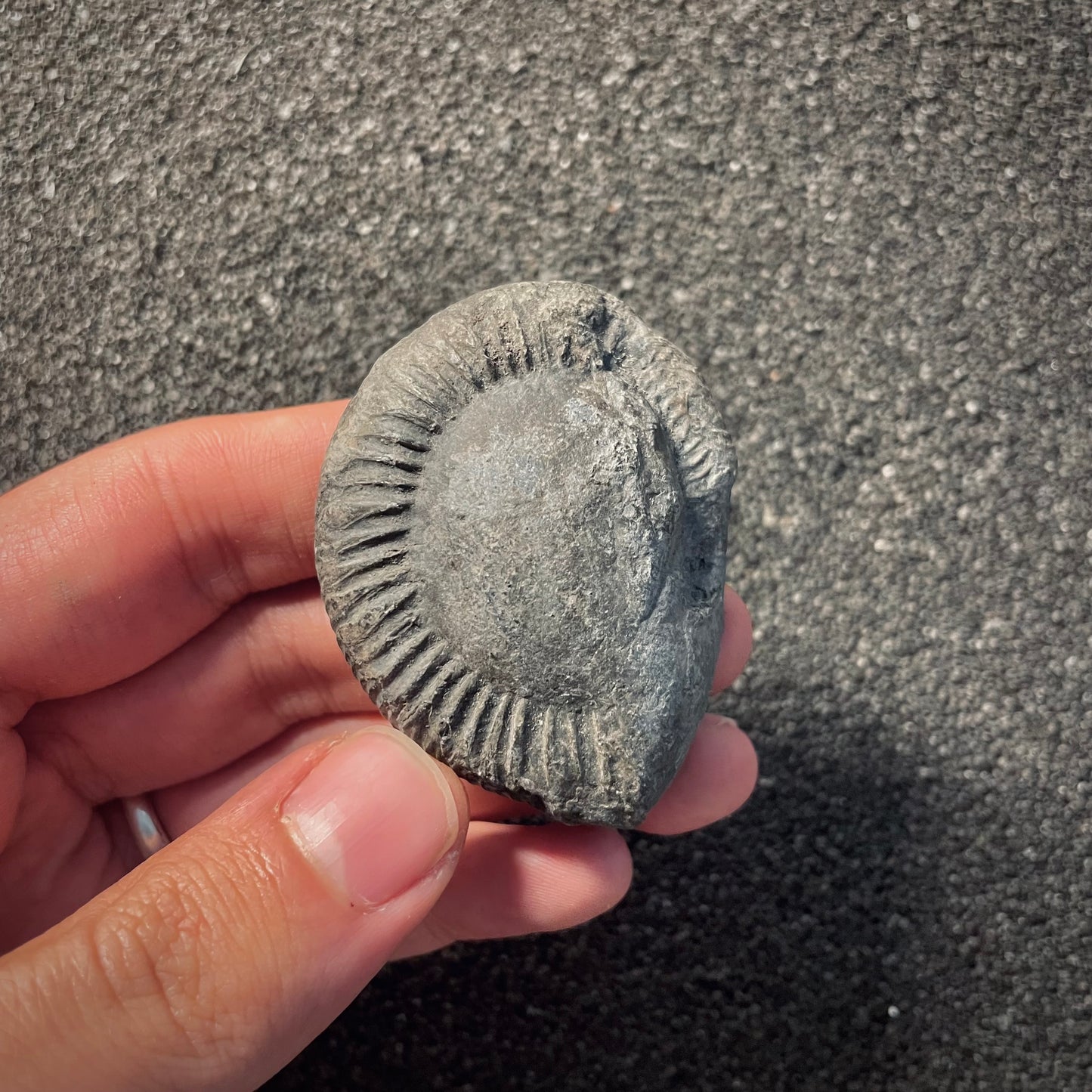 F2024 | Ammonite | Perisphinctidae indet.