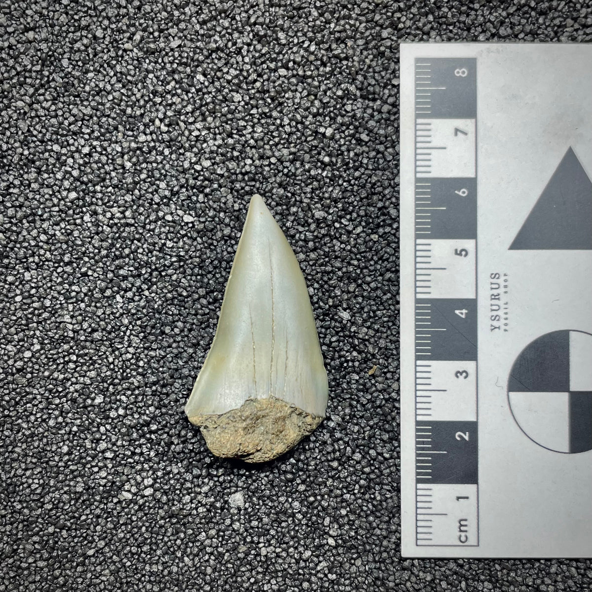 F3039 | Squalo | Carcharodon subserratus