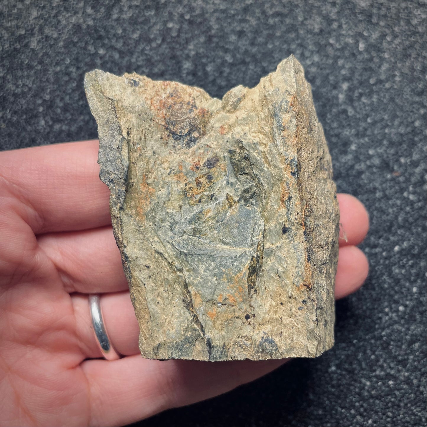 F1570 | Trilobite | Isabelinia glabrata