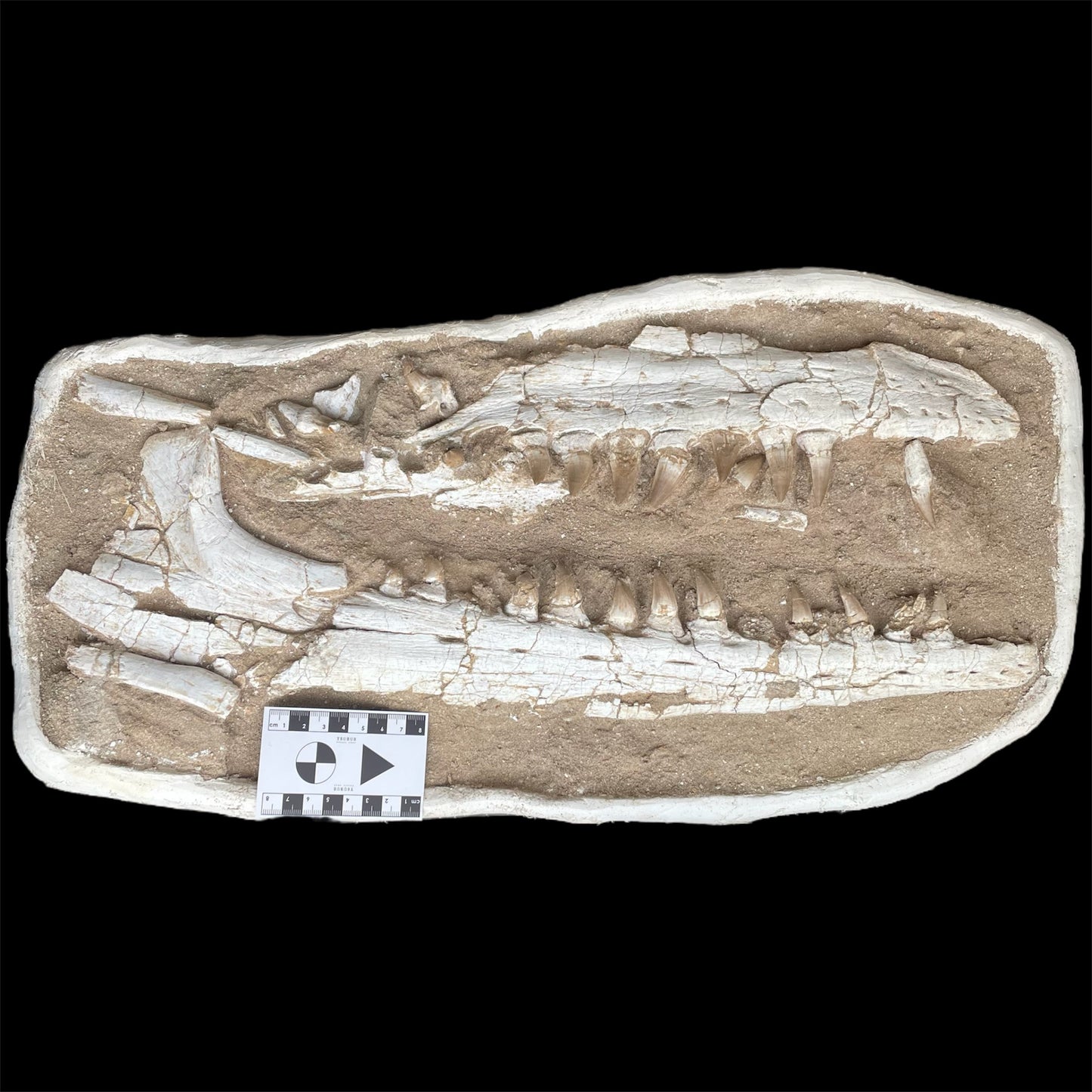 F1197 | RARO | Mosasauro | Mosasauridae indet.