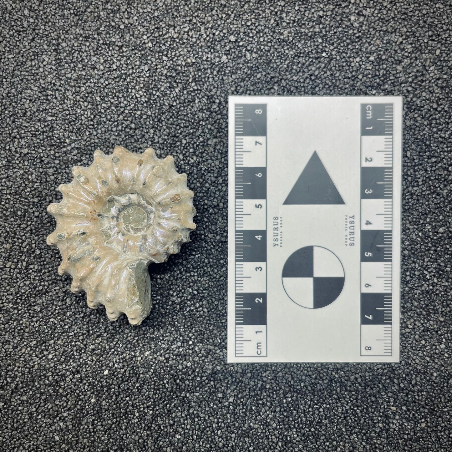 F2658 | Ammonite | Douvilleiceras sp.