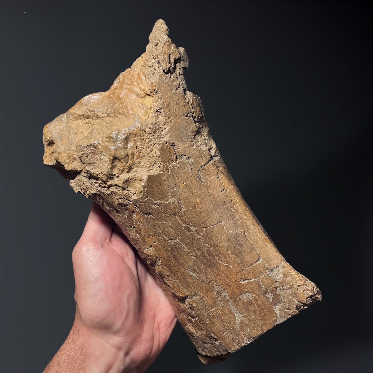 F2025 | Dinosauro | Edmontosaurus sp.