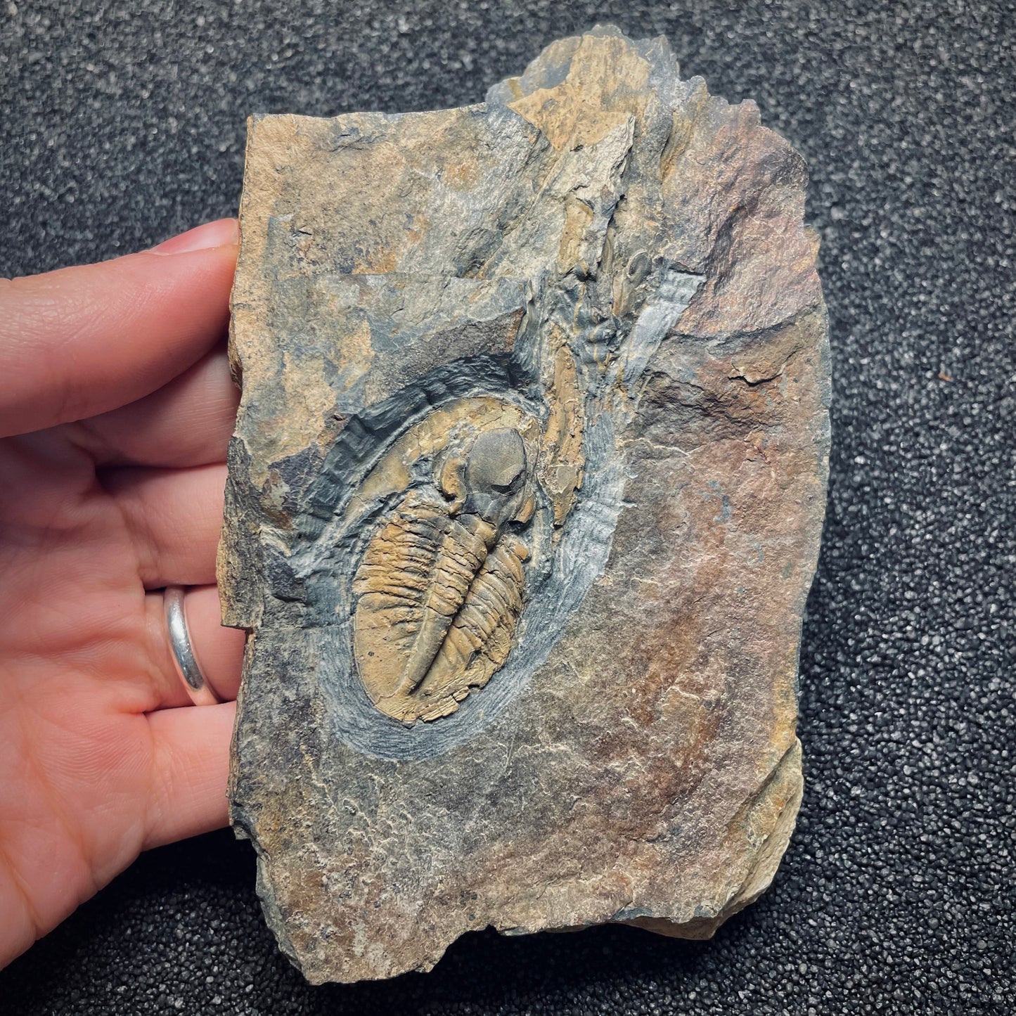 F1573 | Trilobite | Isabelinia glabrata