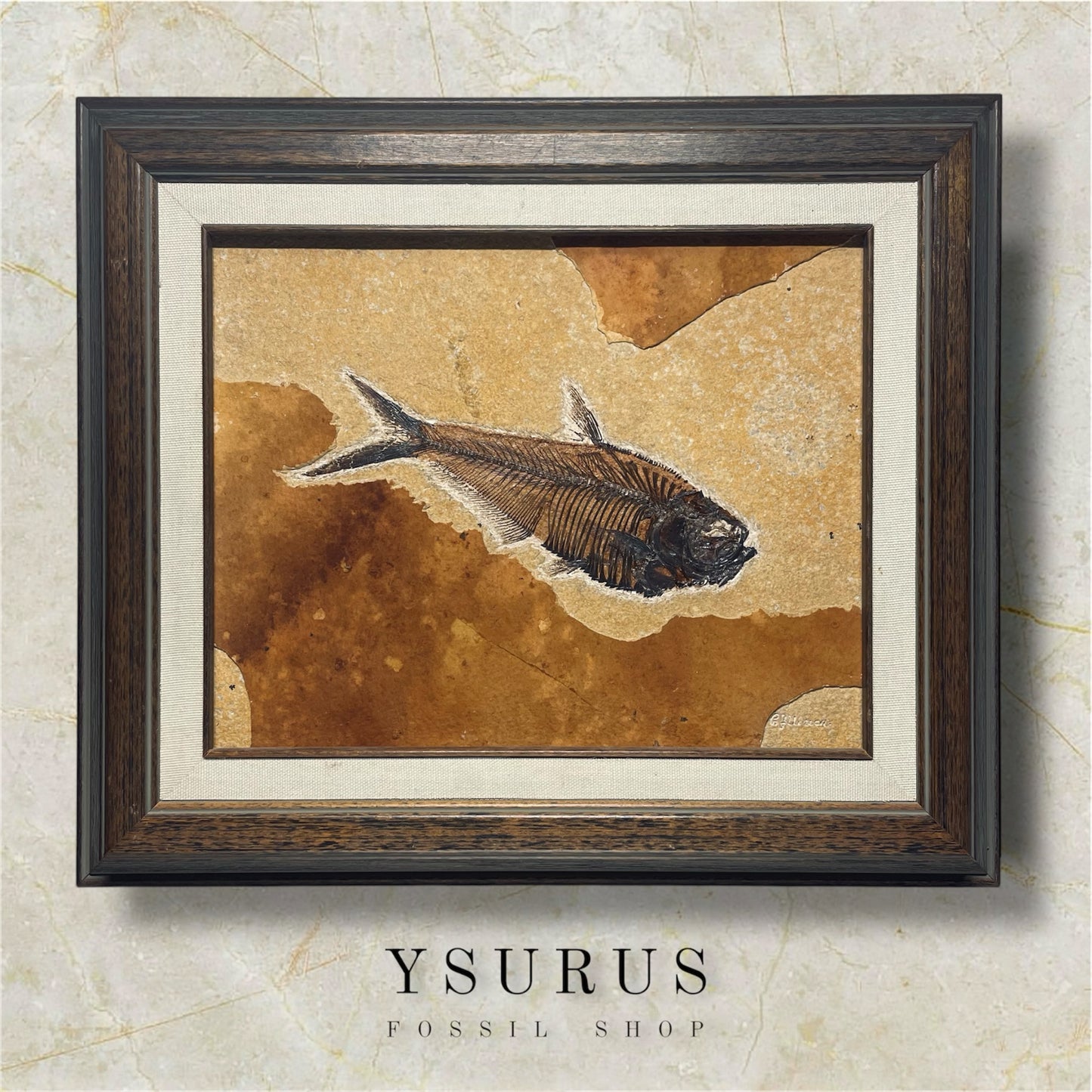 F1564 | Pesce | Diplomystus dentatus