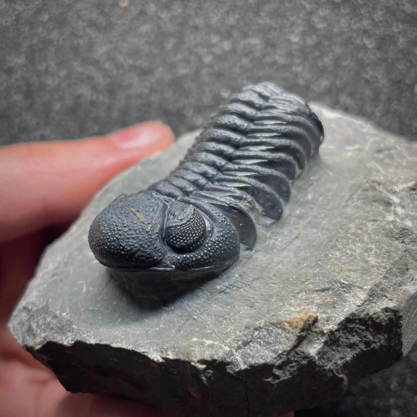 F1892 | Trilobite | Phacopidae indet.