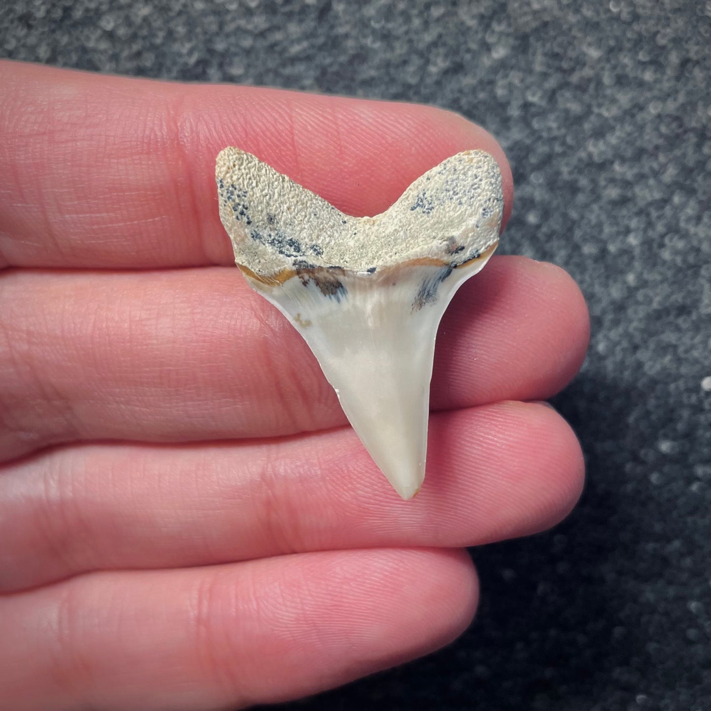 F1785 | Squalo | Carcharodon planus