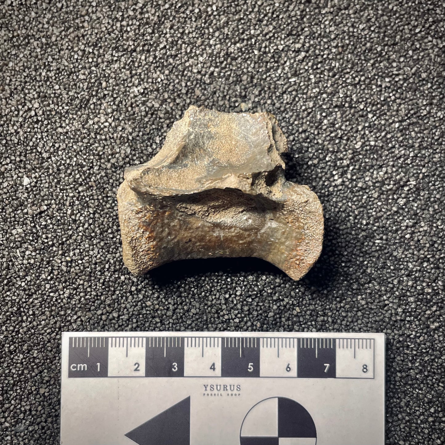 F2056 | RARO | Dinosauro | Tyrannosauroidea indet.