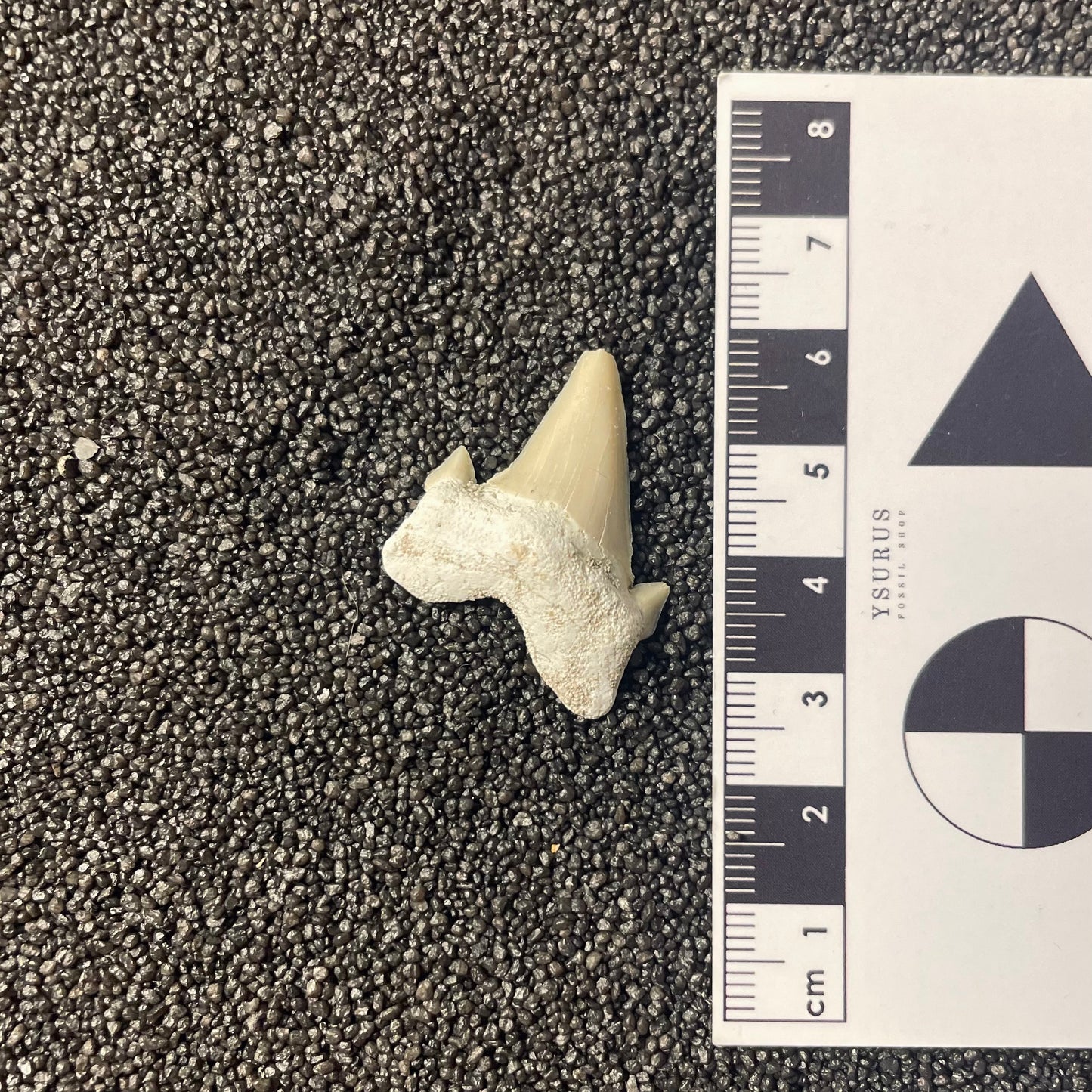 F2216 | Squalo | Otodus obliquus