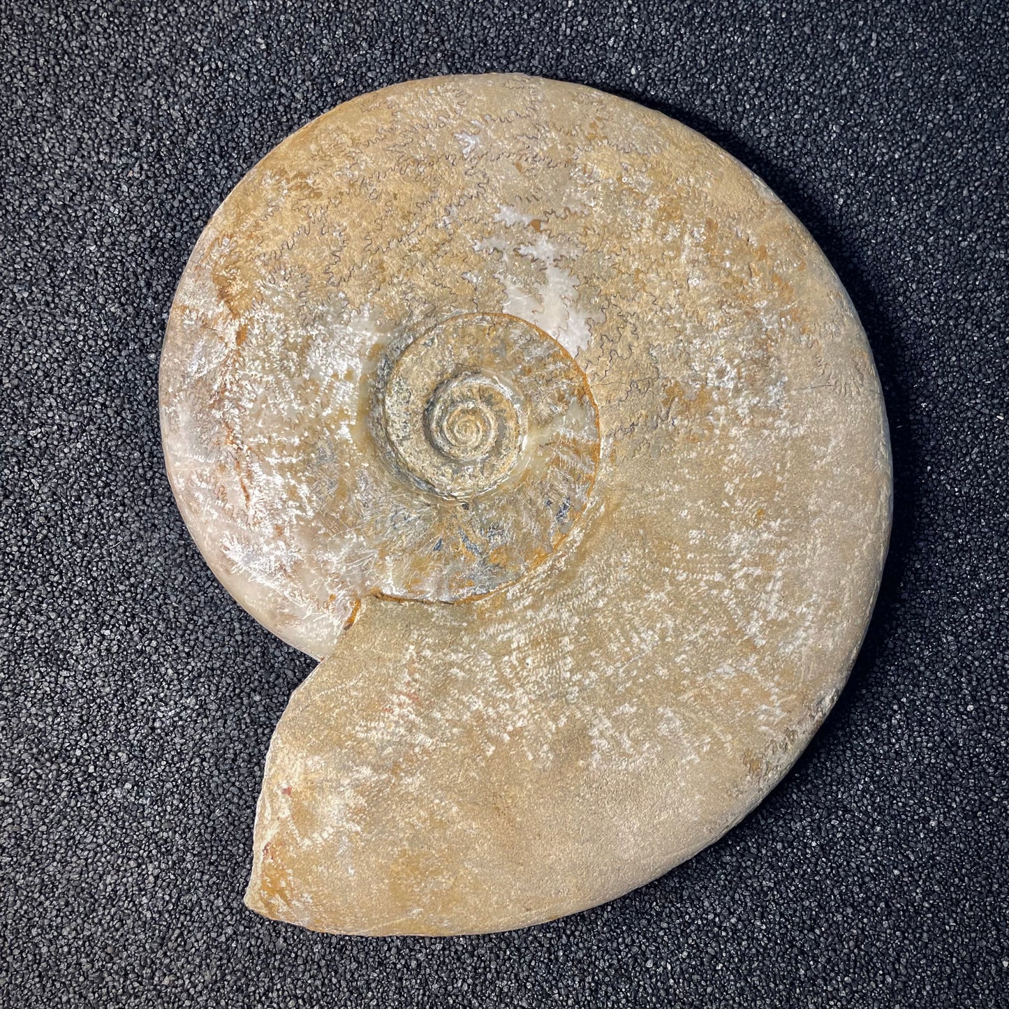 F1971 | Ammonite | Harpoceras falcifer