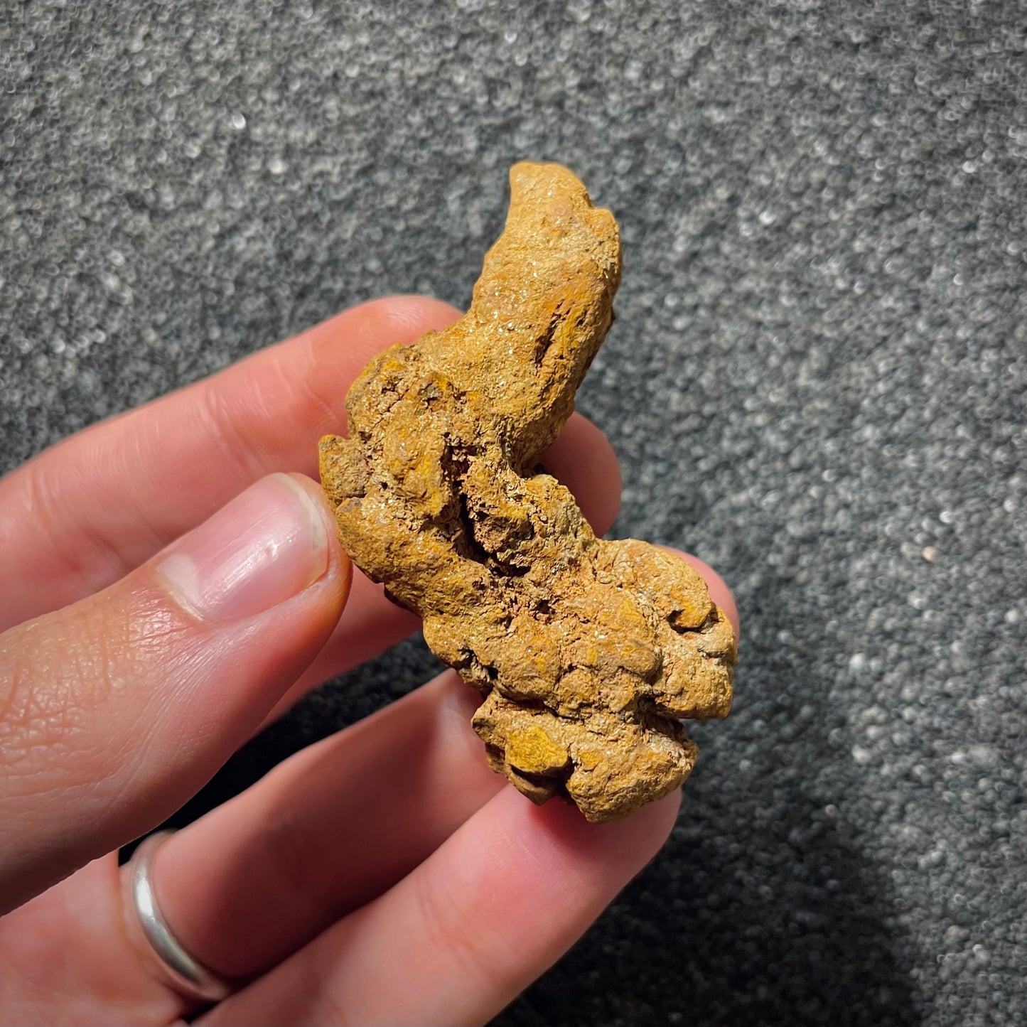 F2072 | Coprolite - Cololite | Testuggine