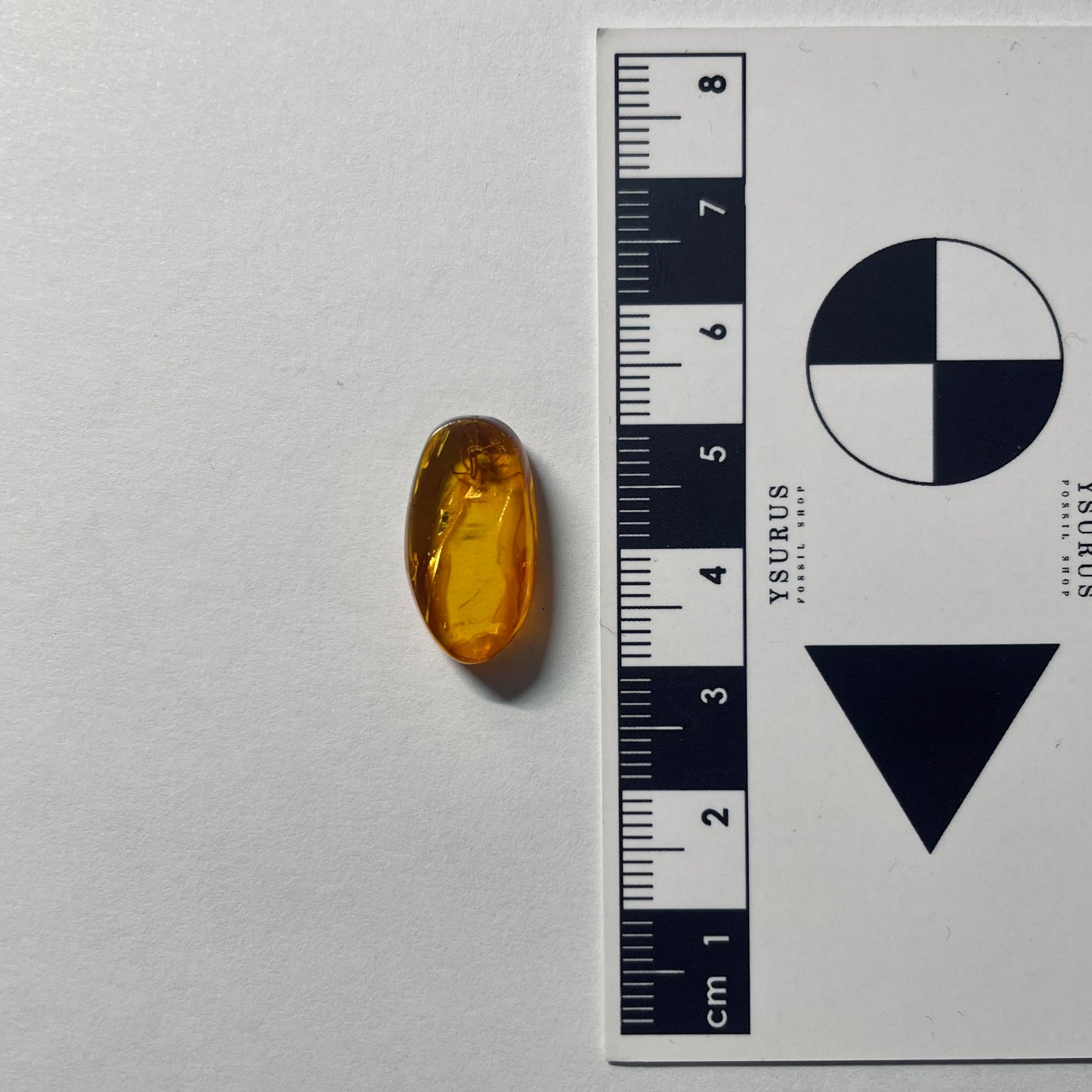 F2090 | Ambra con inclusione | Araneae indet.