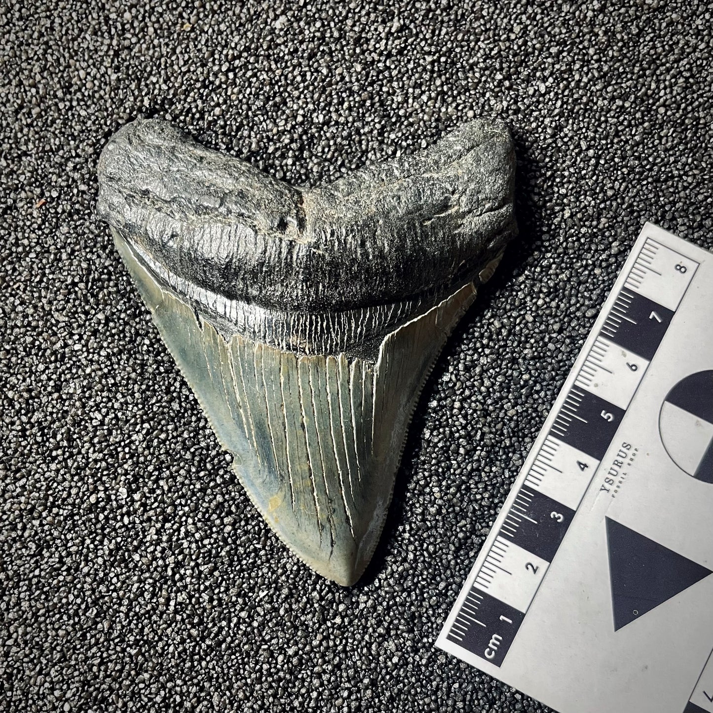 F1996 | Squalo | Otodus megalodon