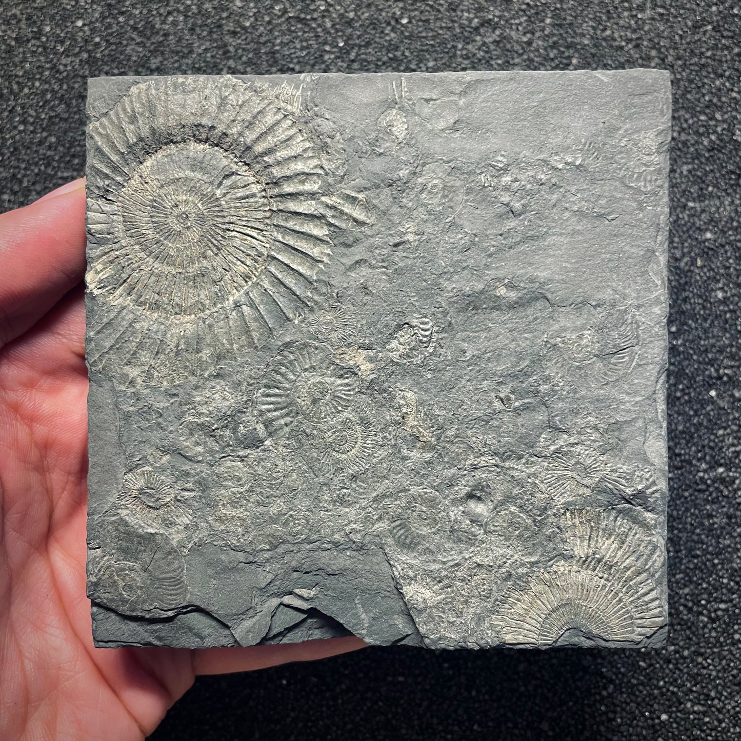 F1977 | Ammonite | Dactylioceras commune