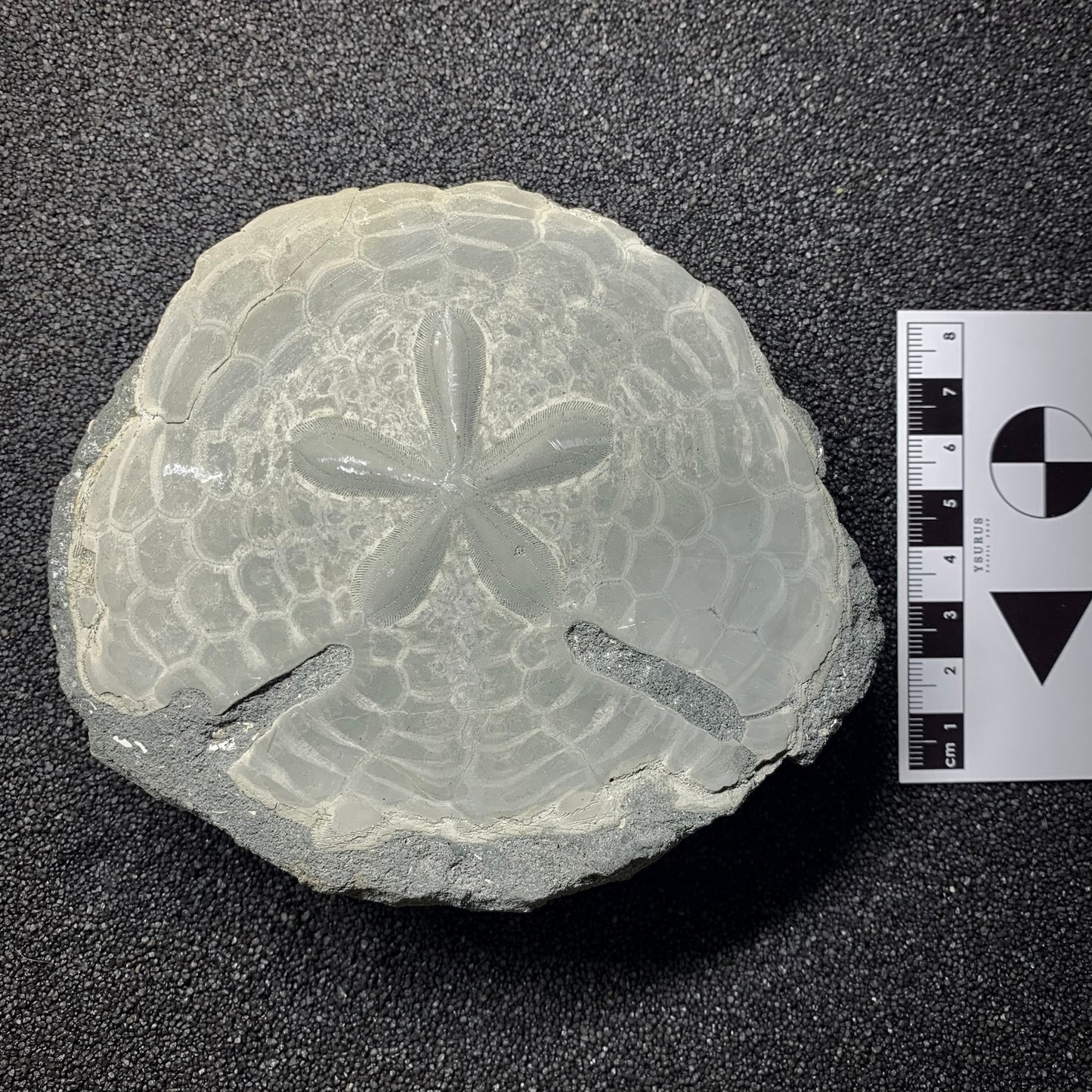 F745 | Riccio di mare | Echinodiscus sp.