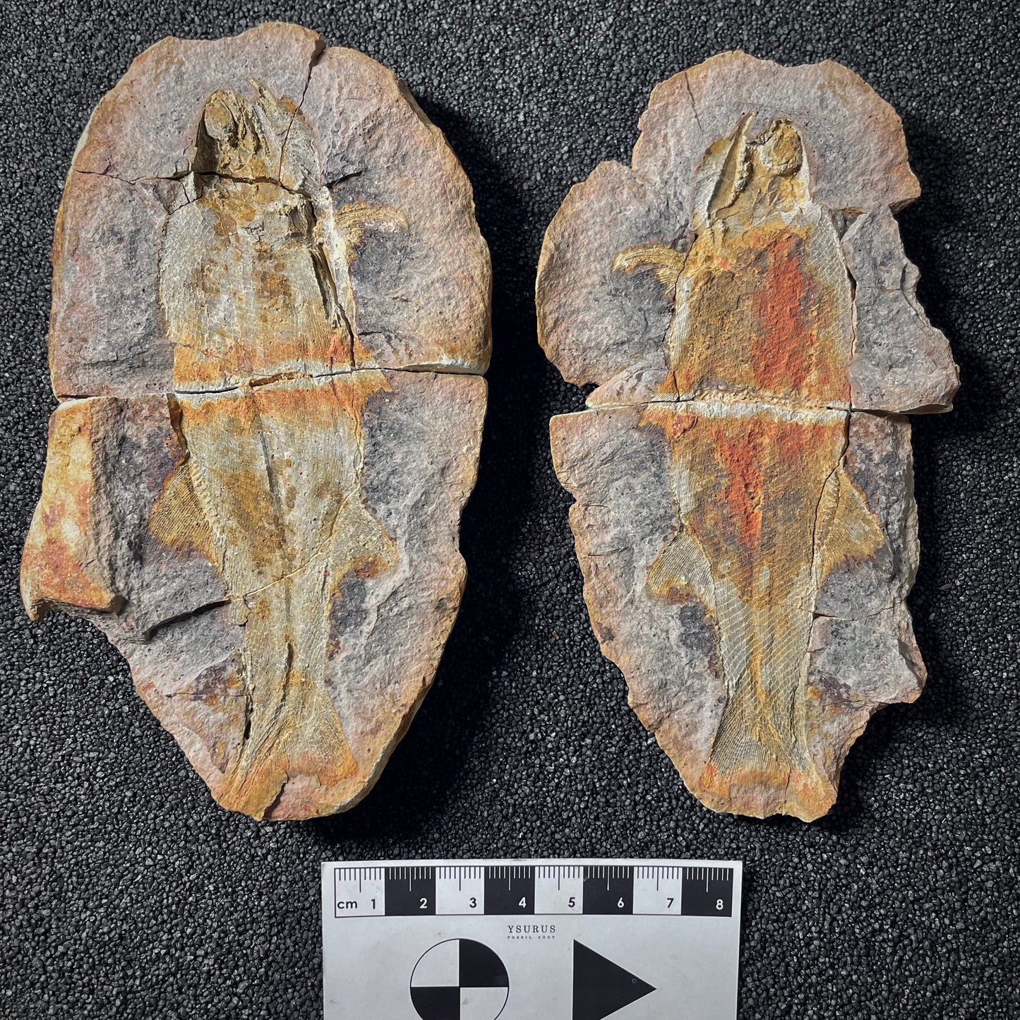 F2012 | Pesce | Pteronisculus cicatrosus