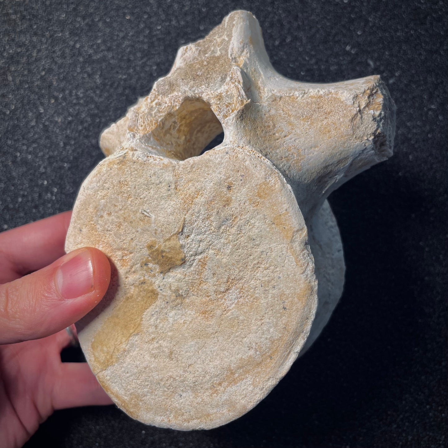 F1867 | Elasmosauro | Zarafasaura oceanis