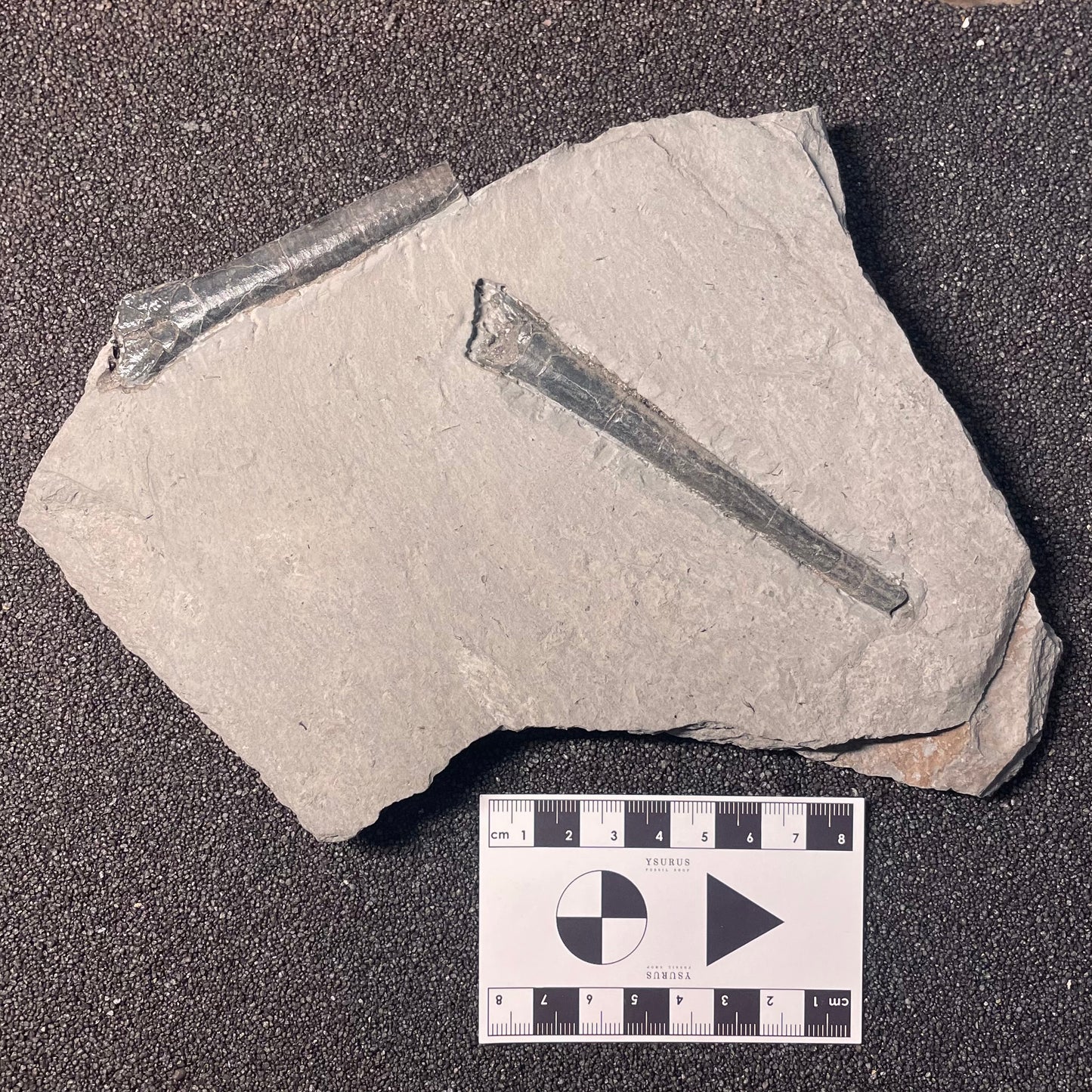 F2402 | Belemnite | Belemnoidea indet.