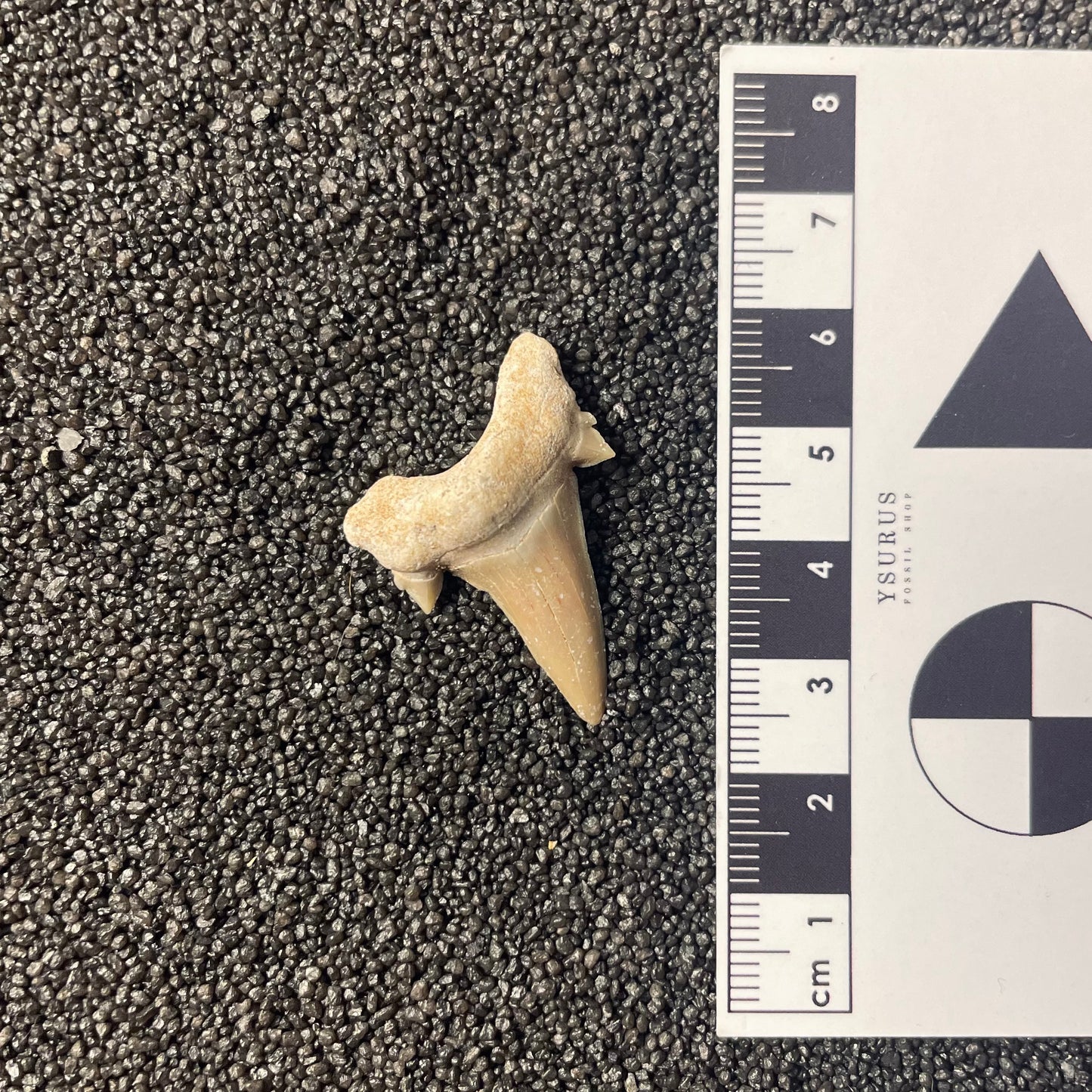 F2217 | Squalo | Otodus obliquus