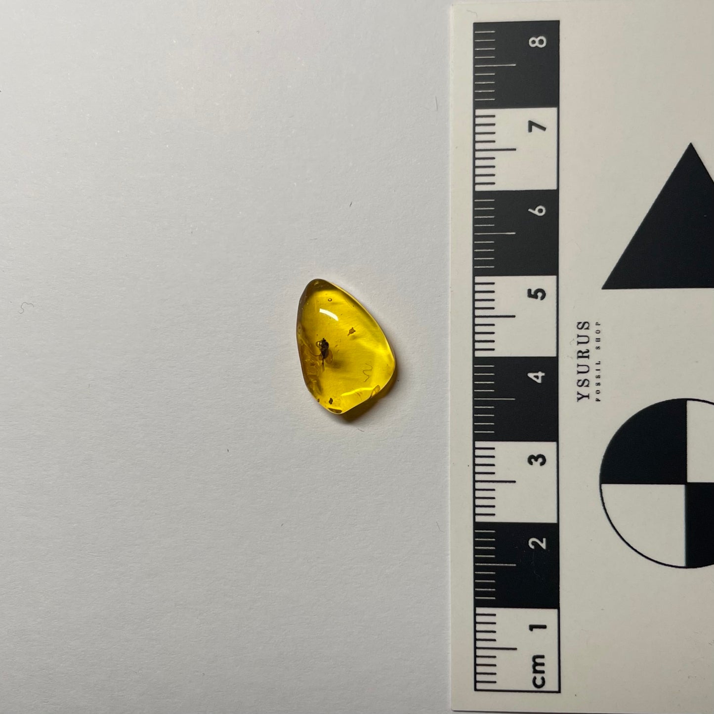 F2422 | Ambra con inclusione | Dolichopodidae indet.