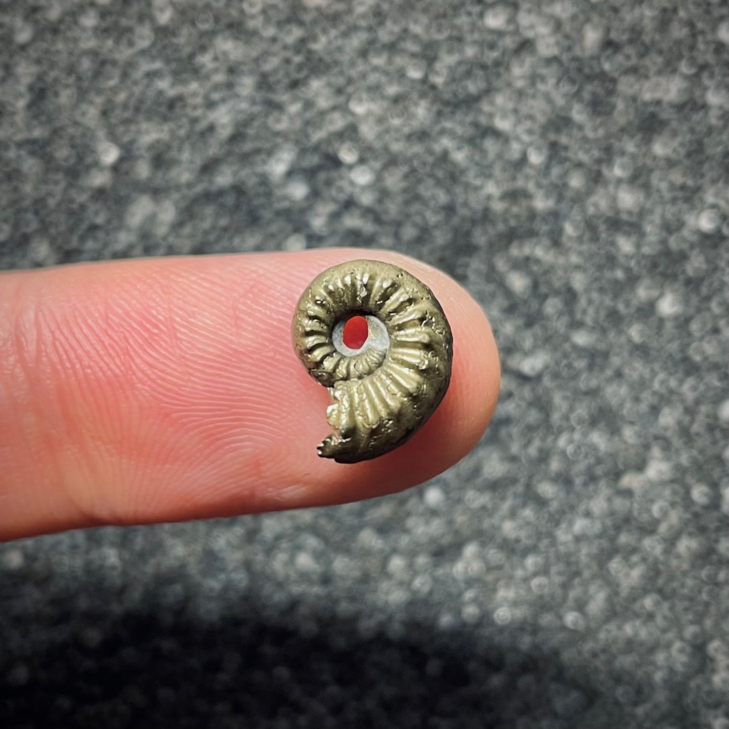 F1762 | Ammonite | Amaltheidae indet.