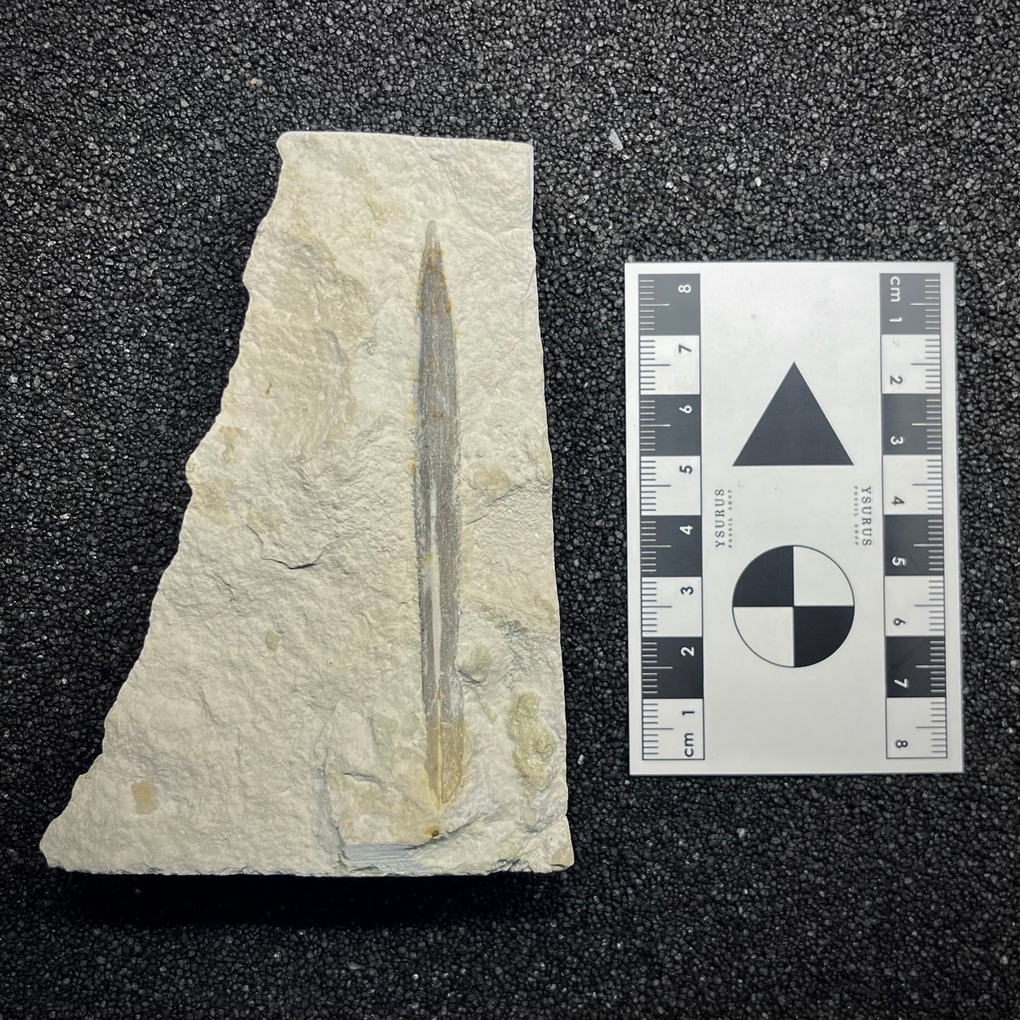 F2957 | Belemnite | Belemnoidea indet.