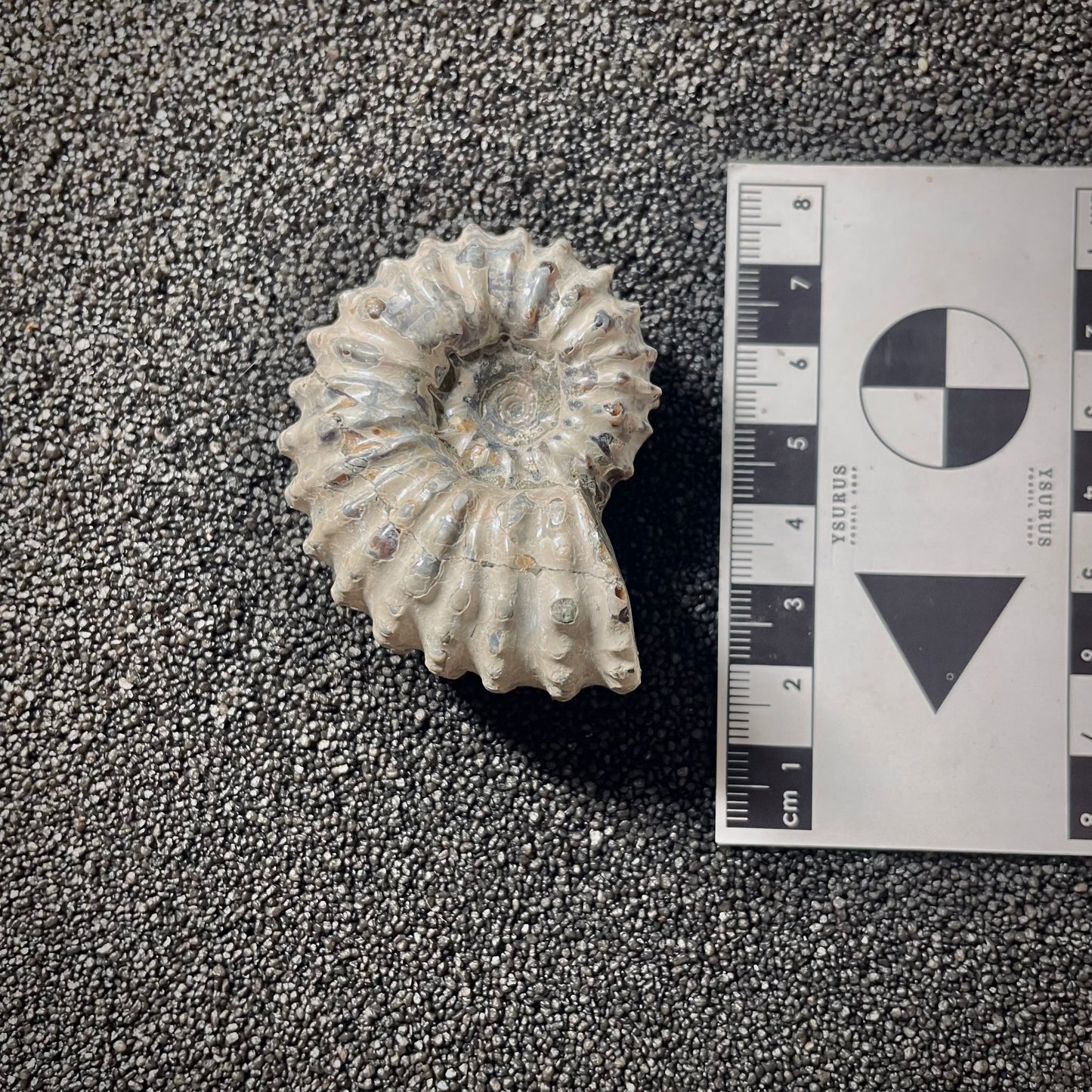 F2020 | Ammonite | Douvilleiceras sp.