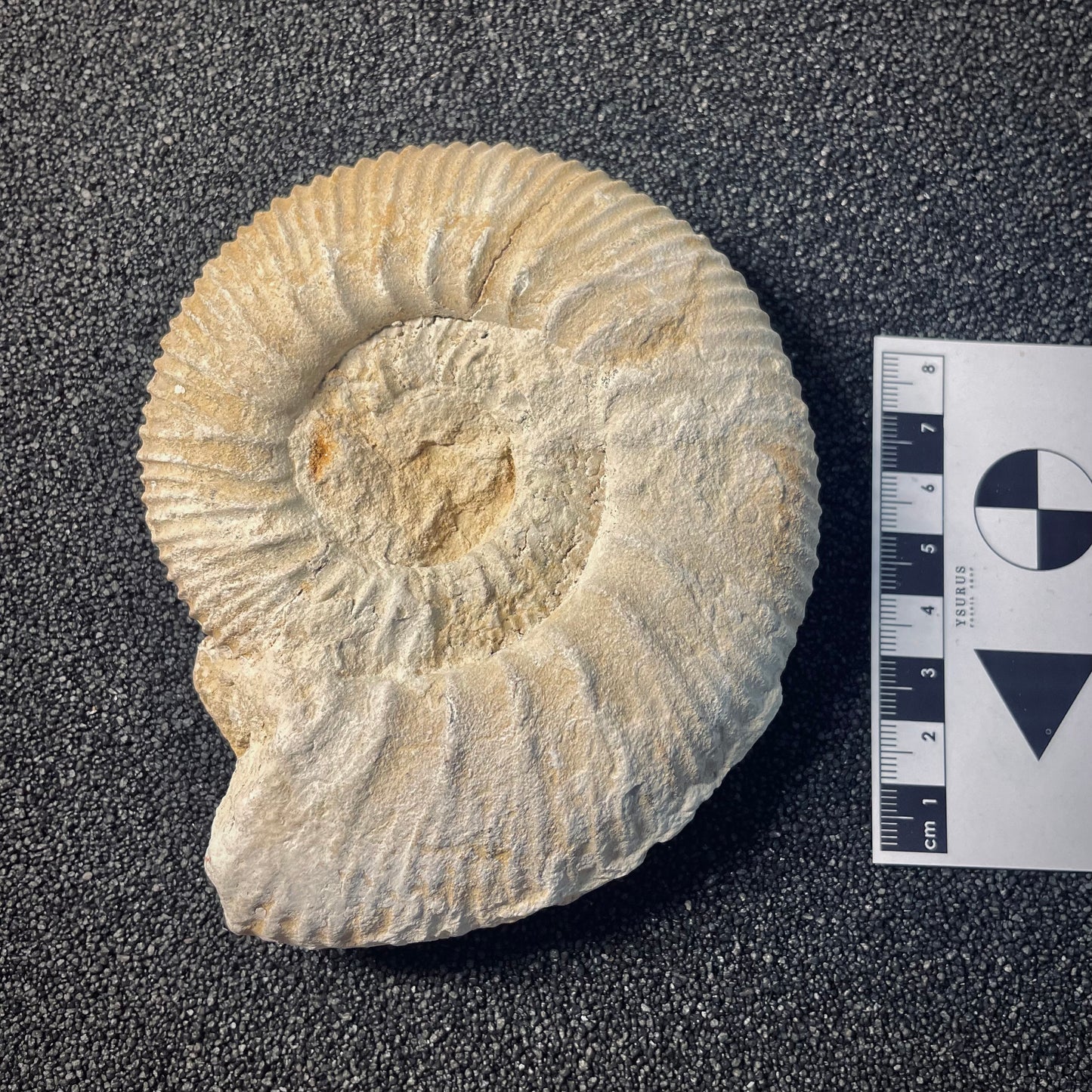 F1951 | Ammonite | Rehmannia sp.