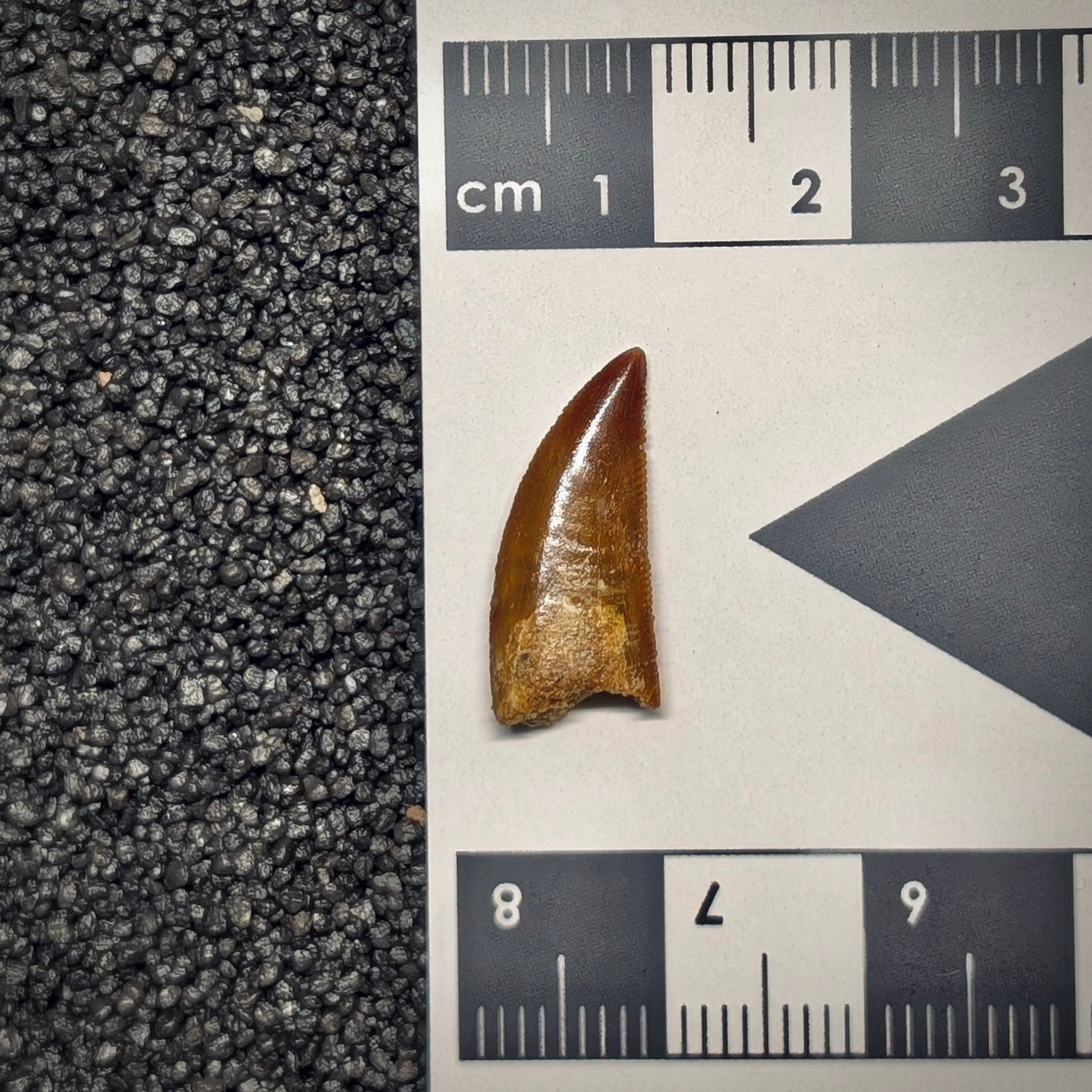 F2792 | Dinosauro | Abelisauridae indet.