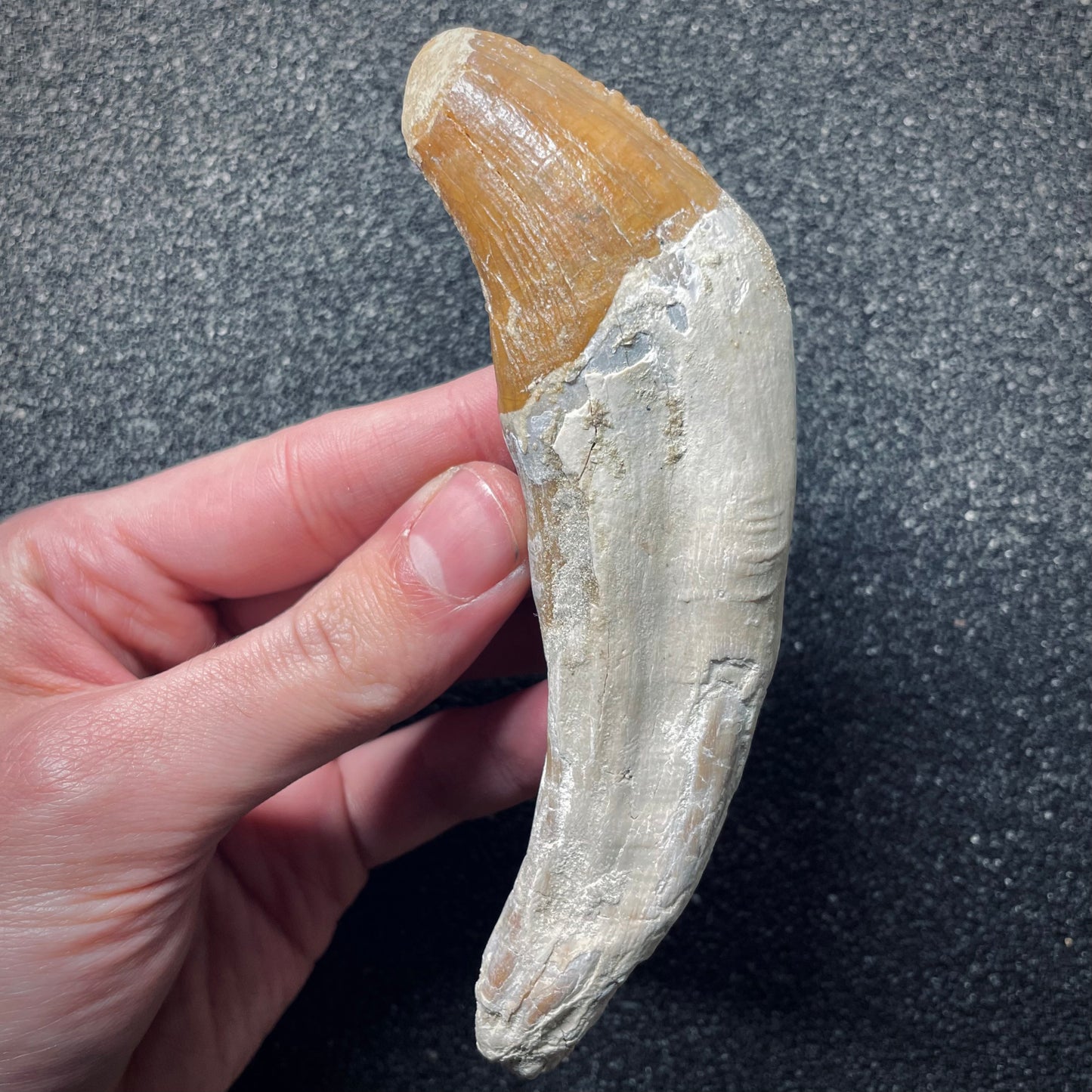 F1724 | Cetaceo | Basilosauridae indet.