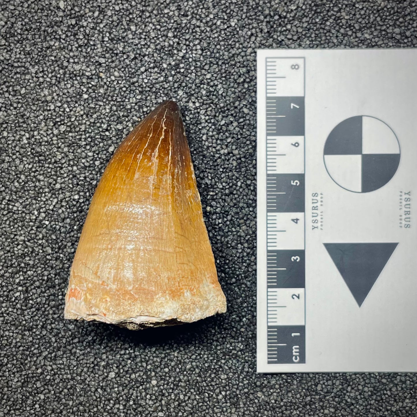 F2691 | Mosasauro | Prognathodon sp.