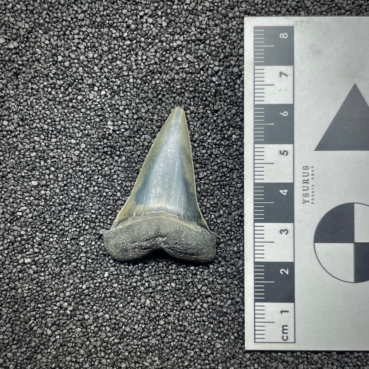 F3043 | Squalo | Carcharodon hastalis