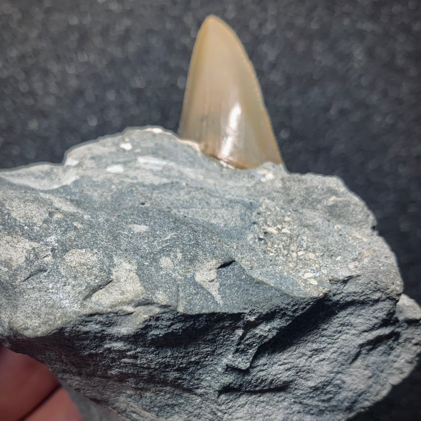 F569 | RARO | Squalo | Otodus angustidens & Carcharhinidae indet.