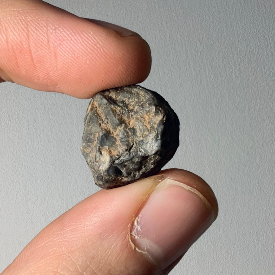 F735 | RARO | Ammonoide | Branneroceras branneri