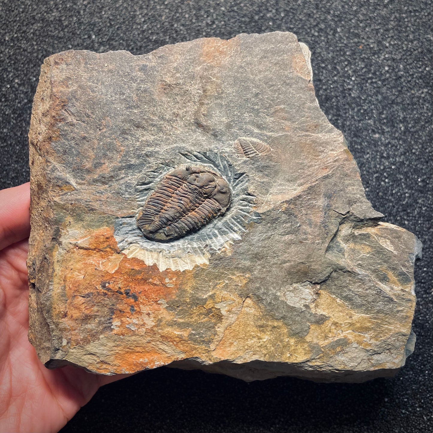 F1579 | Trilobite | Prionocheilus mendax