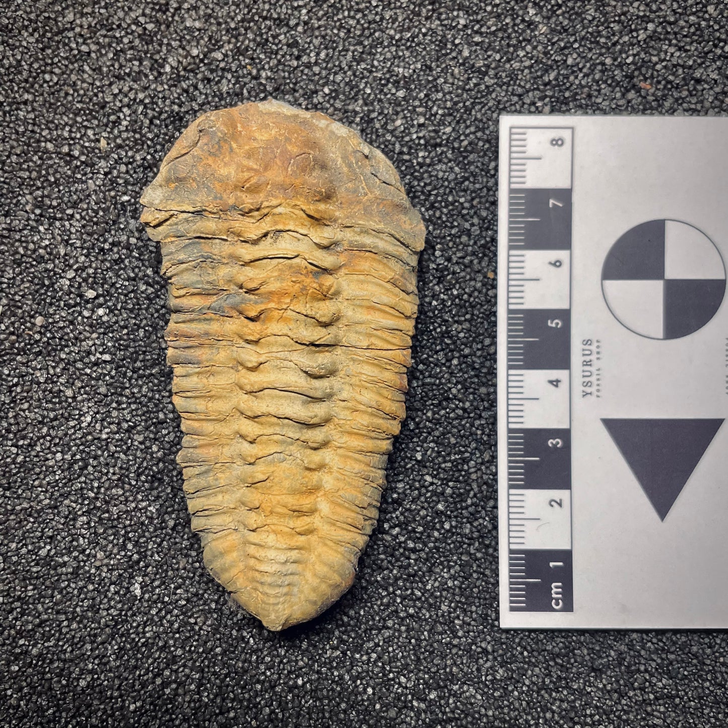 F1591 | Trilobite | Neseuretus tristani