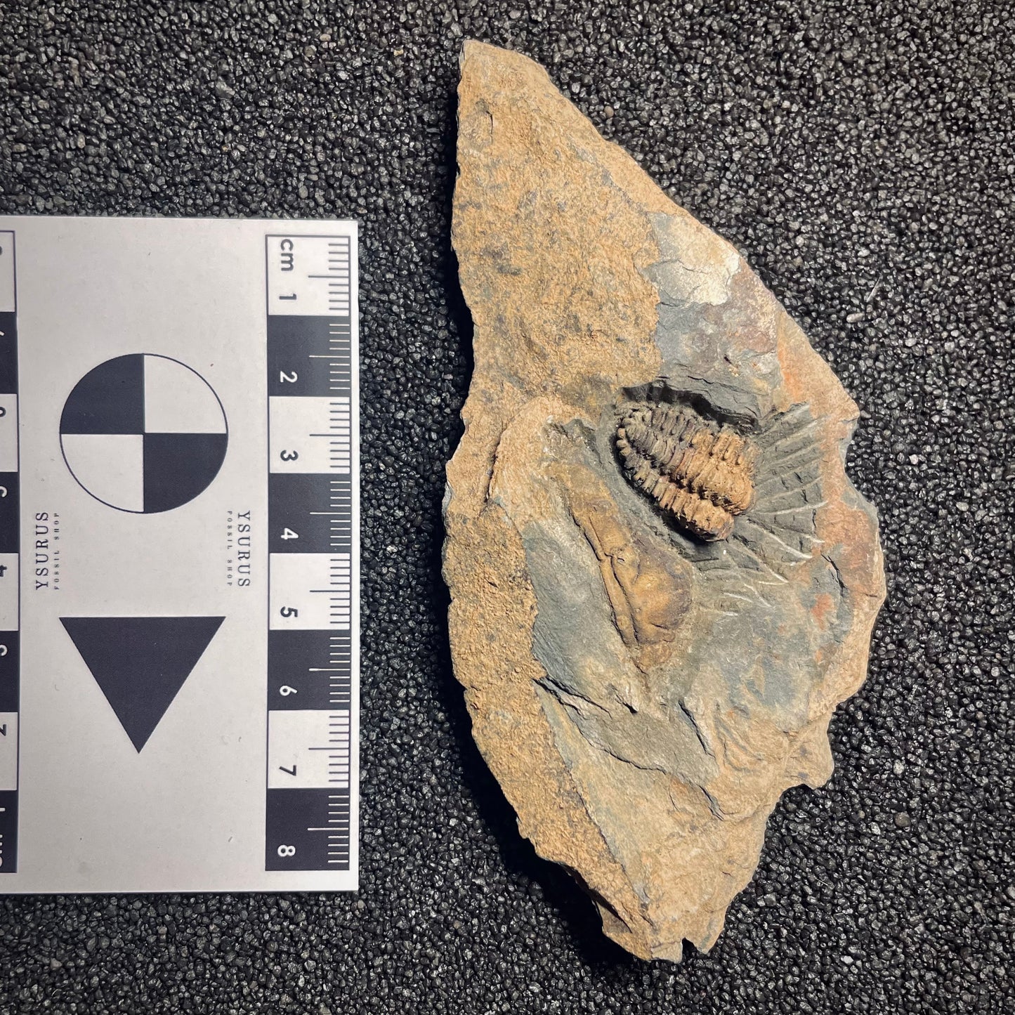 F1576 | Trilobite | Placoparia tournemini