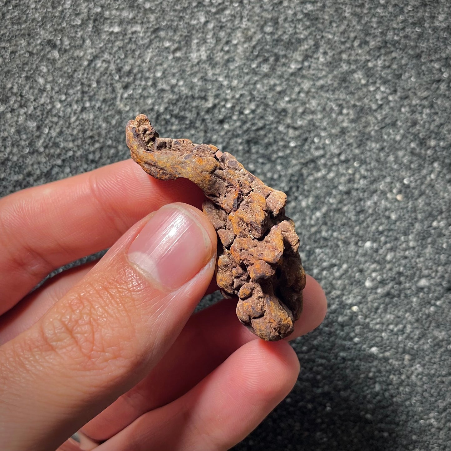 F2070 | Coprolite - Cololite | Testuggine