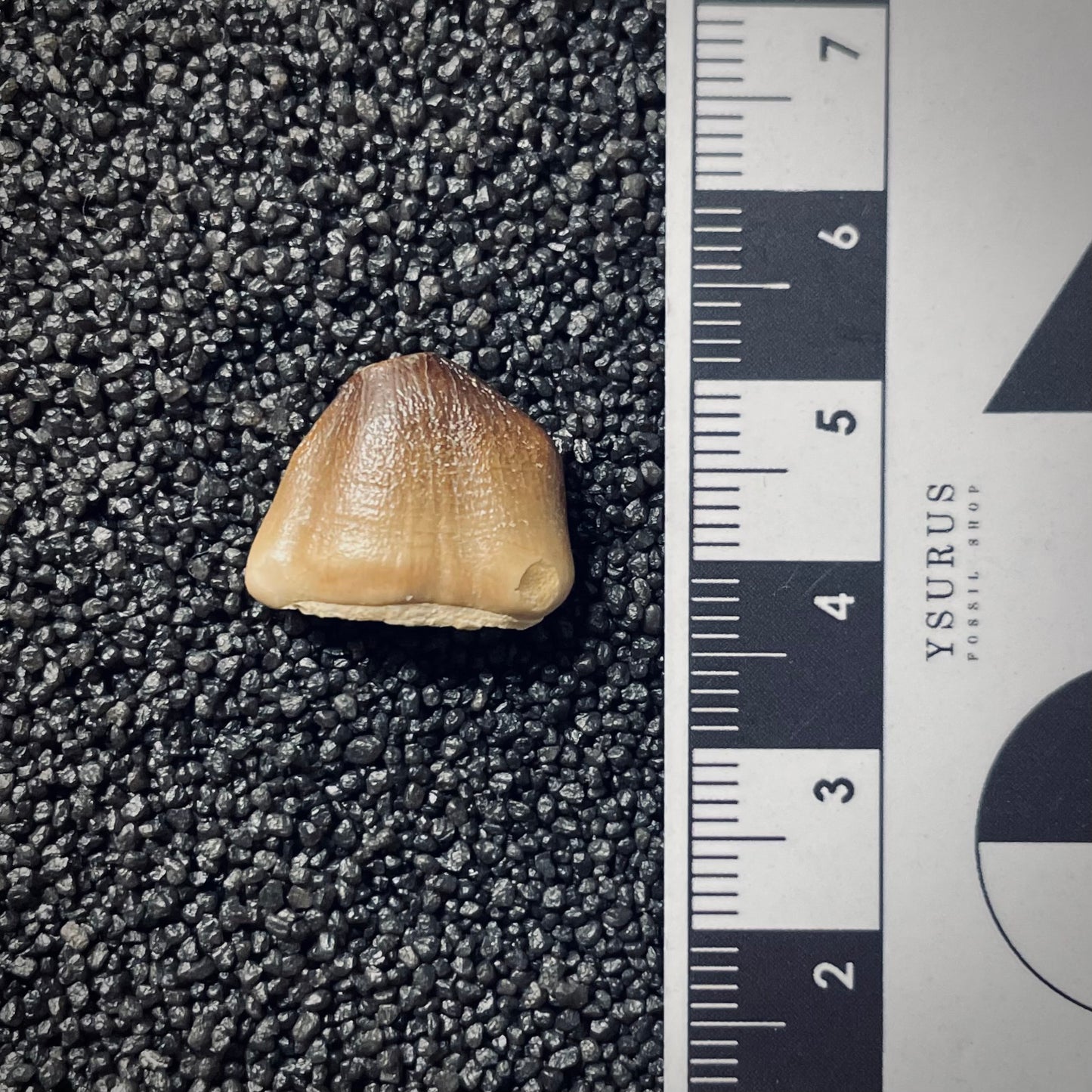 F1193 | RARO | Mosasauro | Carinodens belgicus