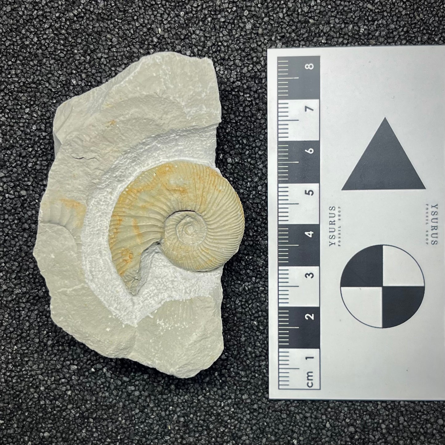 F2903 | Ammonite | Ataxioceras sp.
