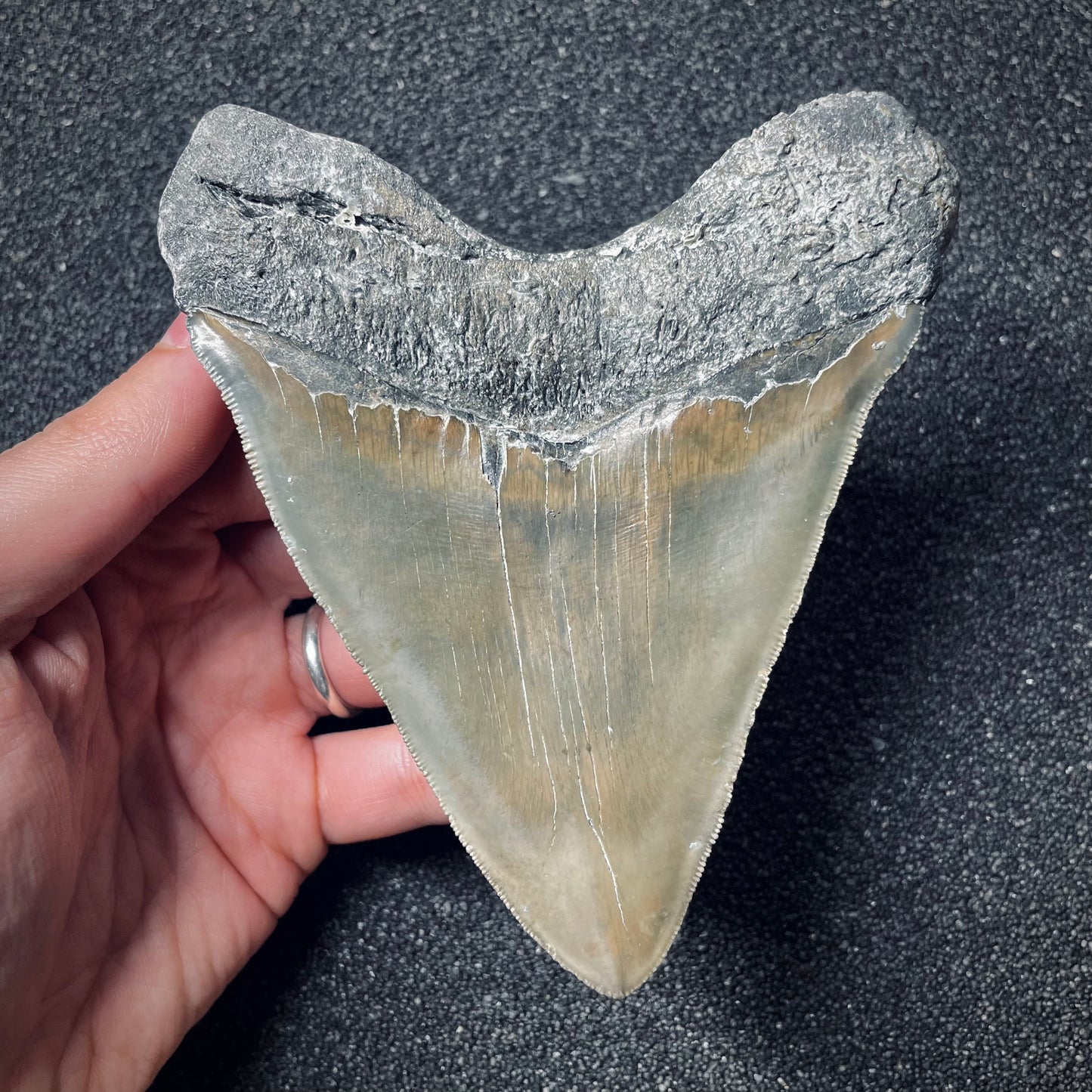 F1851 | Squalo | Otodus megalodon