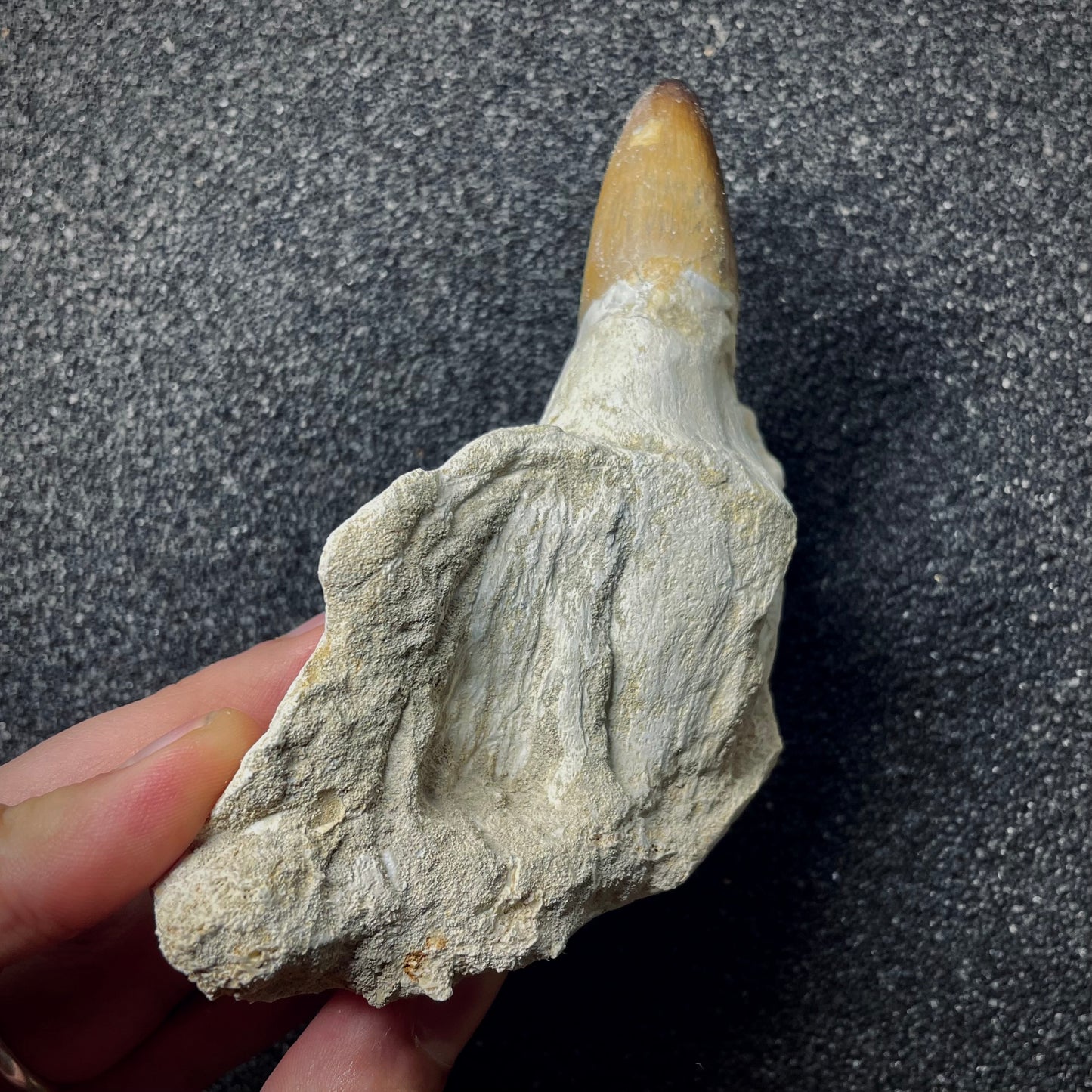 F1987 | RARO | Mosasauro | Prognathodon curii