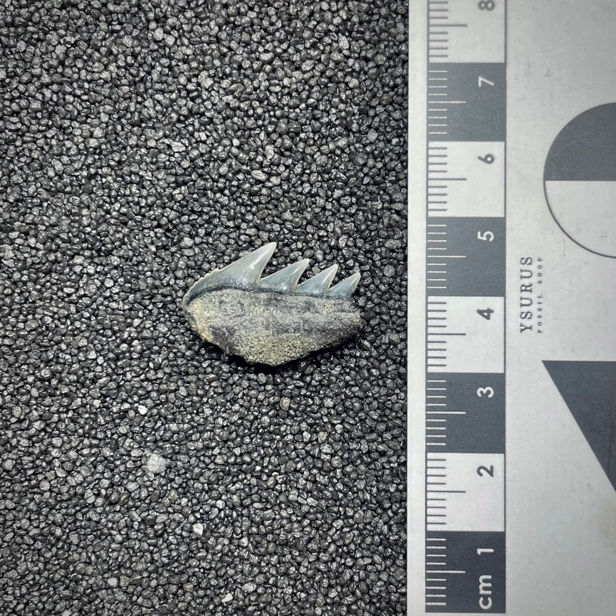F3031 | Squalo | Notorynchus cepedianus