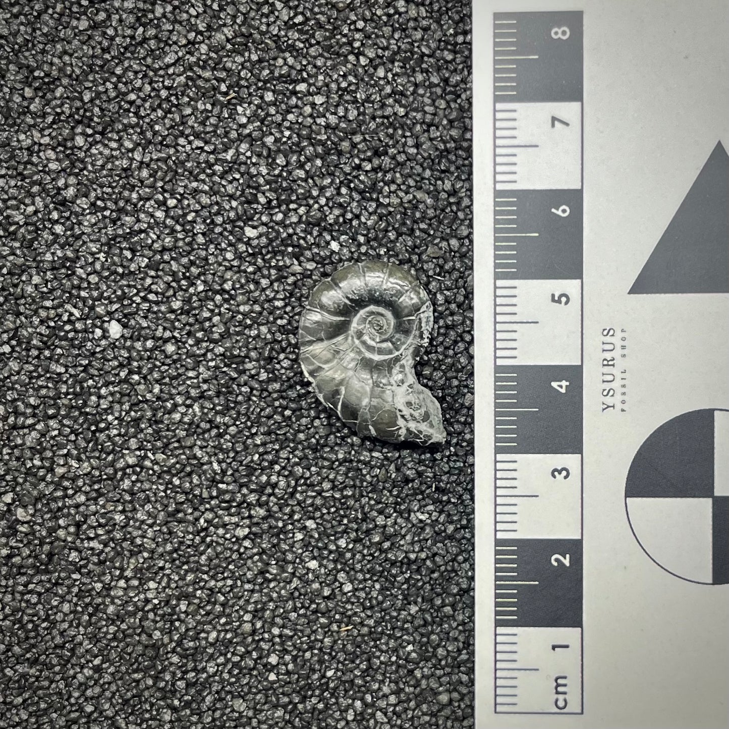 F2900 | Ammonite | Pachylytoceras sp.