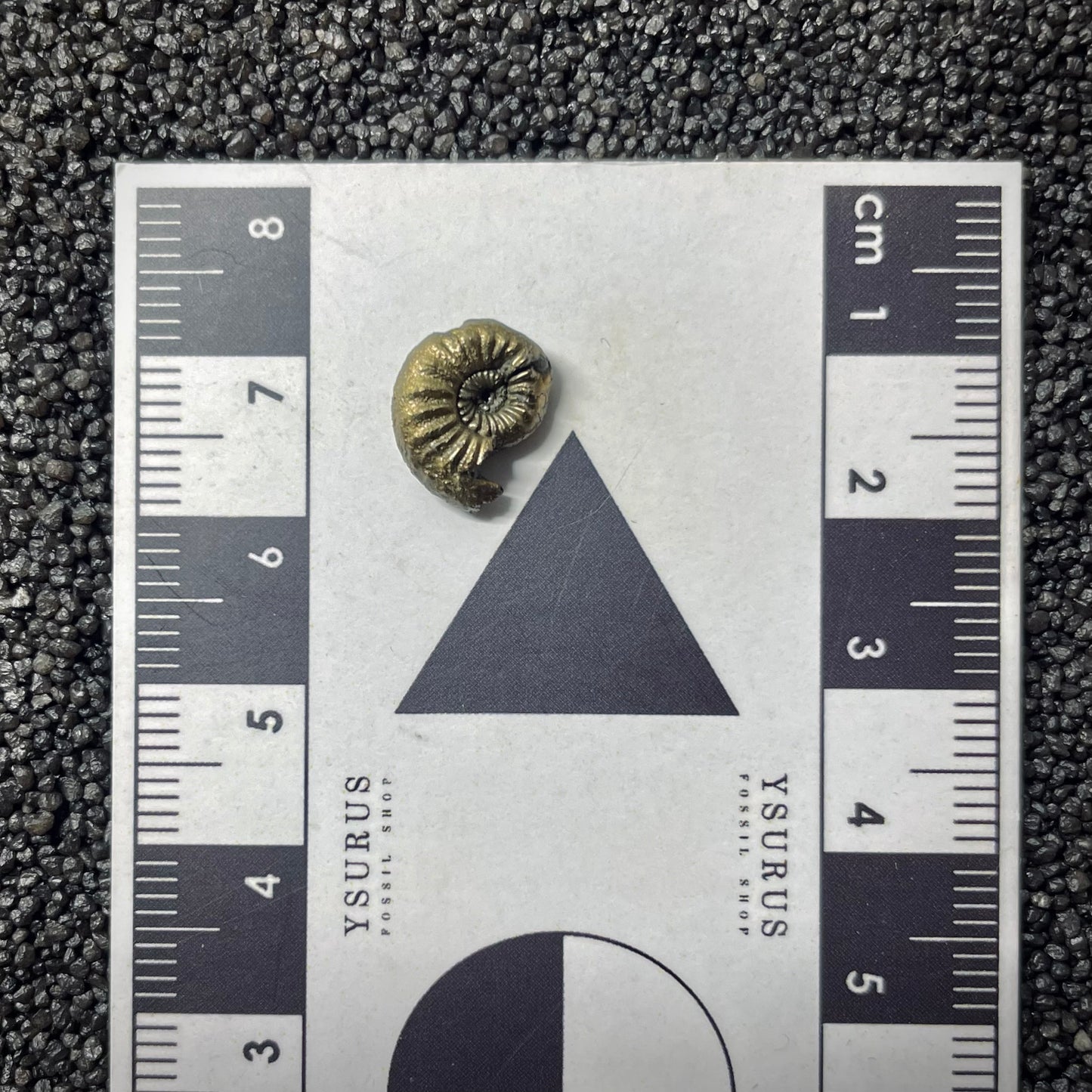 F1763 | Ammonite | Amaltheidae indet.