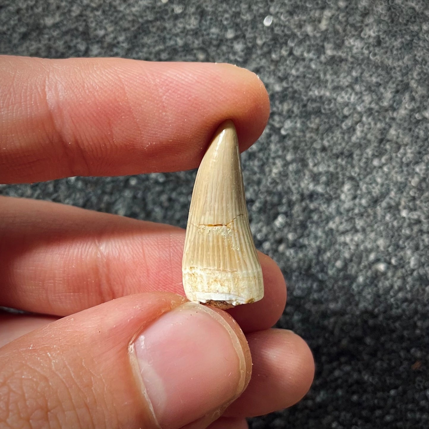 F1994 | Mosasauro | Gavialimimus almaghribensis